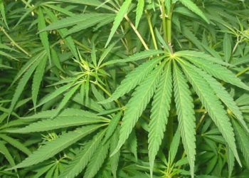 Καλλιεργούσαν χασίς στις φυλακές Κορυδαλλού