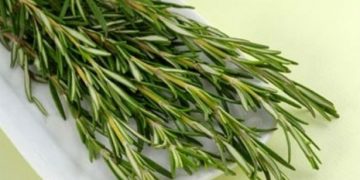Το θαυματουργό δεντρολίβανο και οι θεραπευτικές ιδιότητες του