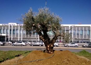 Μία ελιά 700 ετών "καλωσορίζει" τους επισκέπτες στο αεροδρόμιο Ηρακλείου!