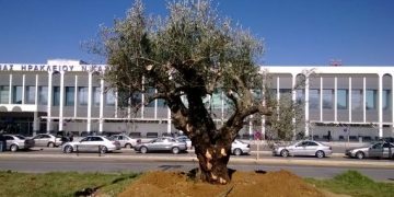 Μία ελιά 700 ετών "καλωσορίζει" τους επισκέπτες στο αεροδρόμιο Ηρακλείου!