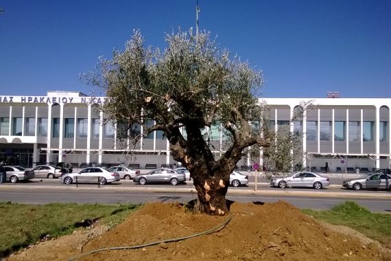 Μία ελιά 700 ετών "καλωσορίζει" τους επισκέπτες στο αεροδρόμιο Ηρακλείου!