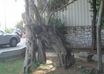 Η Ιερή ελιά του Πλάτωνα έπεσε υπέρ αστέγων