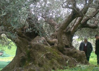 Πανάρχαιες ελιές της Κρήτης γίνονται καυσόξυλα