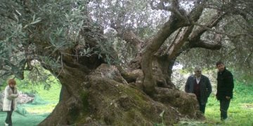 Πανάρχαιες ελιές της Κρήτης γίνονται καυσόξυλα