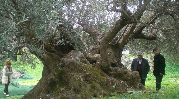 Πανάρχαιες ελιές της Κρήτης γίνονται καυσόξυλα