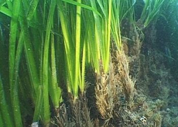 Φύκια για... βιομάζα