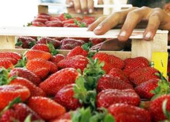 4.160 εργάτες για φράουλες ζητούνται στην Μανωλάδα
