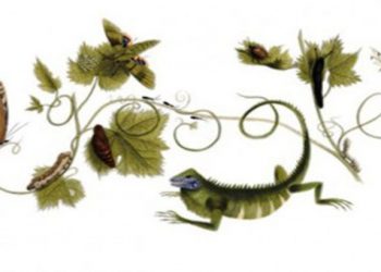 Η Google για τη Μαρία Σιμπίλα Μέριαν