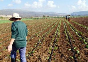 «Μοντέρνες» καλλιέργειες για ανήσυχους νέους αγρότες