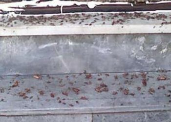 Πάτρα: Άνθρωποι και... κατσαρίδες