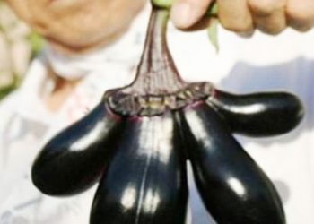 Σοκάρουν οι εικόνες μεταλλαγμένων λαχανικών από ραδιενέργεια