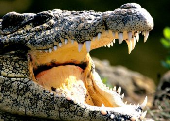 Κροκόδειλος άρπαξε 24χρονο μπροστά σε 15 ανθρώπους