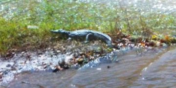 Κρήτη: Η πρώτη φωτογραφία του Ρεθυμνιώτη κροκόδειλου