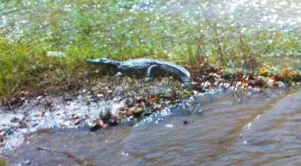 Κρήτη: Η πρώτη φωτογραφία του Ρεθυμνιώτη κροκόδειλου