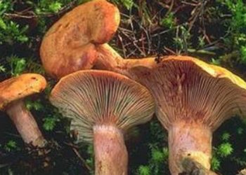 Βυθισμένο στο πένθος το Βαρικό Φλώρινας μετά το θάνατο 15χρονου από δηλητηριώδη μανιτάρια 2