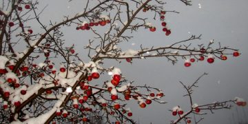 Μάρτιος ή Μάρτης ή για τον Πόντο Μαρτ'ς