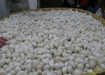 Σουφλί: Η μόνη ευρωπαϊκή πόλη που παράγει μετάξι