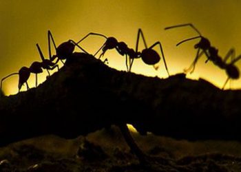 Δείτε ποια μυρωδιά δεν αντέχουν τα μυρμήγκια και οι κατσαρίδες!