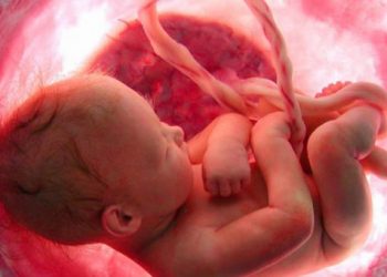 Νοσοκομεία στην Βρετανία χρησιμοποιούν για την θέρμανσή τους αποτεφρωμένα έμβρυα από εκτρώσεις;
