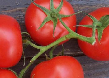 5+1 τρόποι για να έχουμε ντομάτες όλο το χρόνο