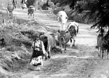 Παρχαρομάνα: Η κυρίαρχος των παρχαρίων
