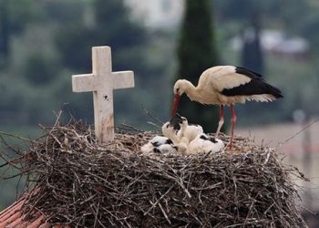 Πώς ερμήνευαν στον Πόντο τα σημάδια της άνοιξης