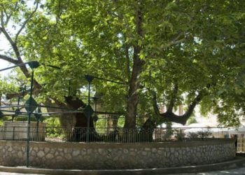 Αμερικανοί κλωνοποίησαν τον πλάτανο του Ιπποκράτη!