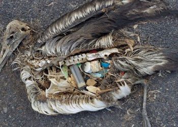 Ένα σοκαριστικό βίντεο που πρέπει να δούμε όλοι!