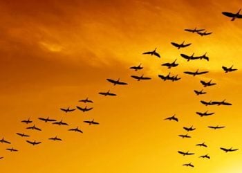 Ξέρατε γιατί τα πουλιά πετούν σε σχηματισμό V;