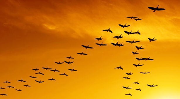 Ξέρατε γιατί τα πουλιά πετούν σε σχηματισμό V;