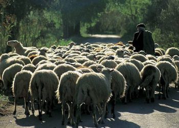 Στην Ξάνθη πάνω από 2.500 πρόβατα θανατώθηκαν λόγω...
