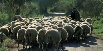 Στην Ξάνθη πάνω από 2.500 πρόβατα θανατώθηκαν λόγω...