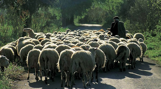 Στην Ξάνθη πάνω από 2.500 πρόβατα θανατώθηκαν λόγω...