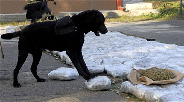 Επικίνδυνη συμμορία εξαρθρώθηκε από σκύλο