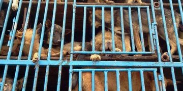 Ανοίγει ο δρόμος για σκυλίσιο κρέας στα σούπερ μάρκετ της Ελλάδας;