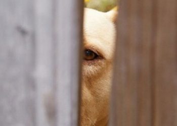 Σκύλος δάγκωσε και σκότωσε 5χρονο αγοράκι