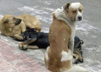 Στο ευρωδικαστήριο σέρνουν την Ελλάδα για τη δολοφονία σκύλου στα Ν. Στύρα