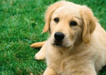 Καταδίκη βασανιστή ζώου για πρώτη φορά στην Ελλάδα