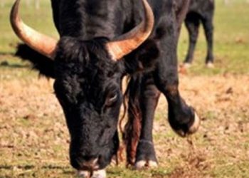 Φονική επίθεση ταύρου σε 82χρονο