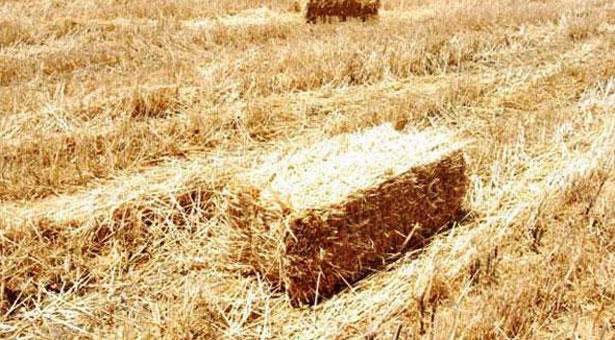 Έρθεν και ο Χορτοθέρτ'ς! Όλα όσα έκαναν τον μήνα Ιούλιο στον Πόντο