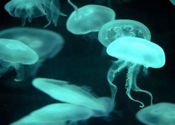 Ταξιδιωτική οδηγία για τις ελληνικές τσούχτρες
