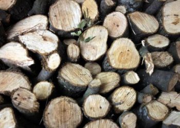 Guardian: Oι Έλληνες καταφεύγουν στην παράνομη υλοτομία"