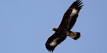 Βίντεο: Χρυσαετός άρπαξε παιδάκι