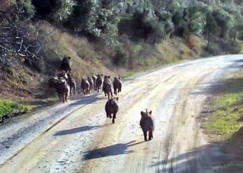 Τα αγριογούρουνα απειλούν τους γεωργούς στον Πόντο