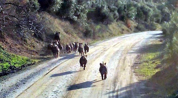 Τα αγριογούρουνα απειλούν τους γεωργούς στον Πόντο