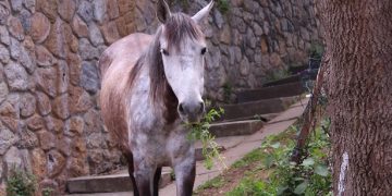 Στην Πρίγκιπο τα άλογα κλαίνε…