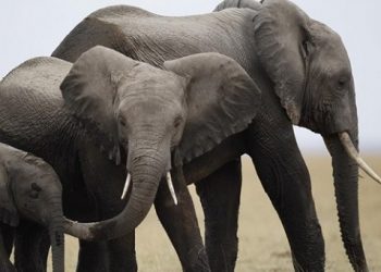 Ελέφαντες στην Ελλάδα, η ιστορία του παχύδερμου που απειλείται