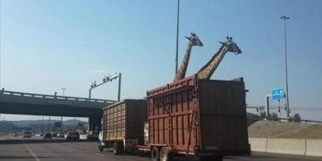 Καμηλοπάρδαλη σκοτώθηκε από πρόσκρουση σε γέφυρα στη Νότια Αφρική