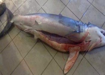 Κροκόδειλος στην Κρήτη; Καρχαρίας 60 κιλών στην Κομοτηνή!