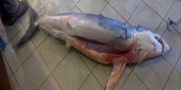 Κροκόδειλος στην Κρήτη; Καρχαρίας 60 κιλών στην Κομοτηνή!